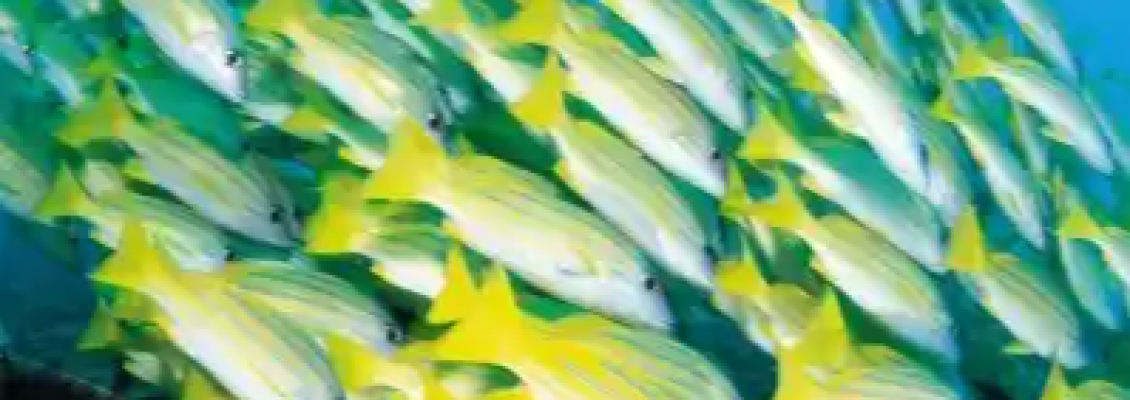 Fish: The Deep-Sea Nutrient Treasure! A Complete Guardian from Blood Vessels to the Brain​