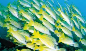Fish: The Deep-Sea Nutrient Treasure! A Complete Guardian from Blood Vessels to the Brain​