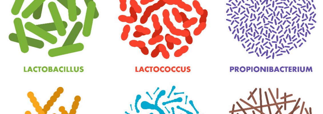 Probiotics: Your Body’s Probiotics: Your Body’s