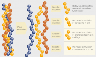 How Amazing Is Collagen Peptide Really?​​